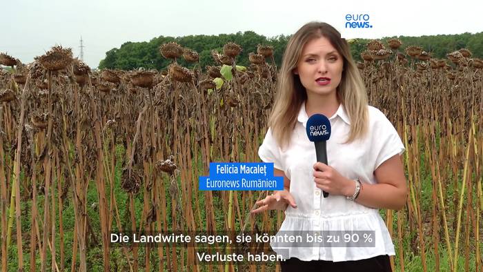 Video: Bis zu 90 % Ernteverlust: Dürre zerstört Mais- und Sonnenblumenfelder in Rumänien