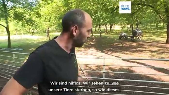 News video: Blauzungenkrankheit trifft Schafe in den Alpen: 