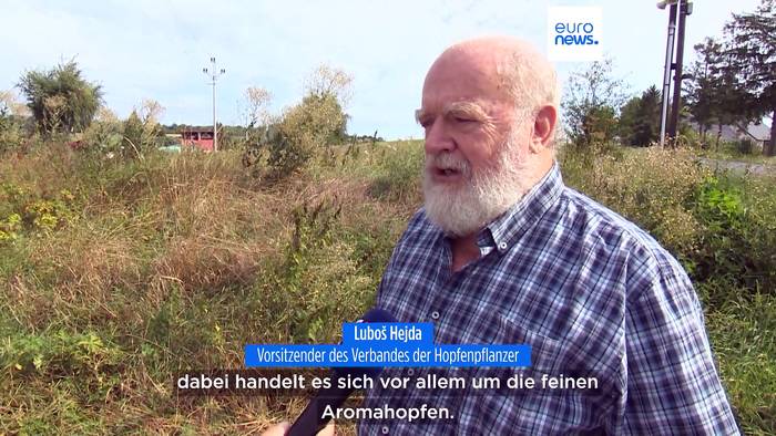 Video: Beginn der Hopfenpflücksaison in Tschechien, Landwirte erwarten gute Ernte
