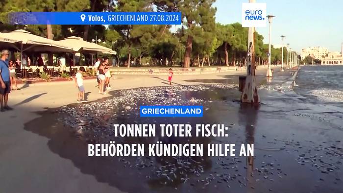 Video: Tonnen stinkender toter Fisch: Griechische Behörden kündigen Hilfe an