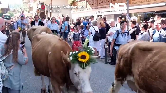 Video: 200 Kühe ziehen durch den Nobelort Gstaad