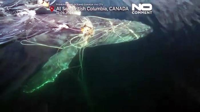 Video: Rührende Rettung in Kanada: Buckelwal aus Fischnetzen befreit