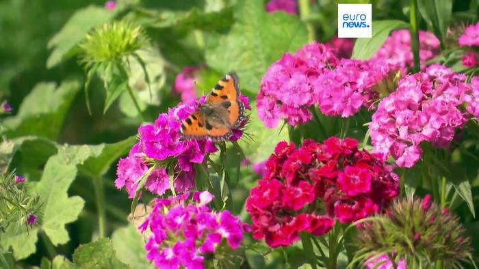 Video: Schweiz: Biodiversitätsinitiatve klar gescheitert