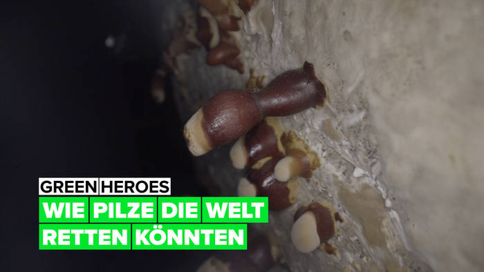 Video: Green Heroes: wie wir mit der Hilfe von Pilzen die Welt retten können