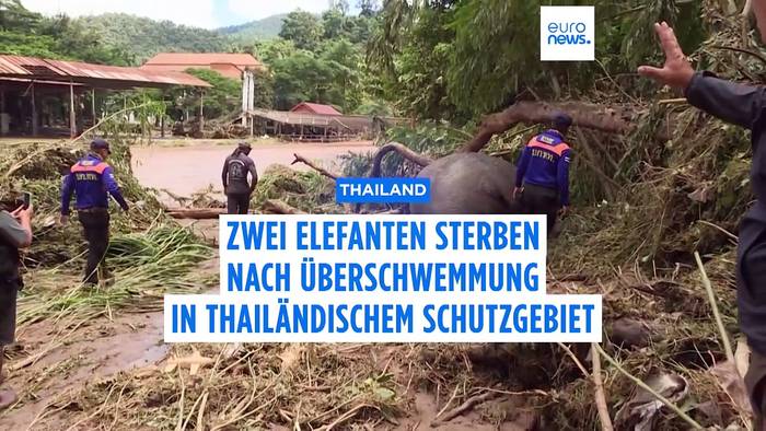 News video: Zwei Elefanten sterben nach Überschwemmung in Chiang Mai