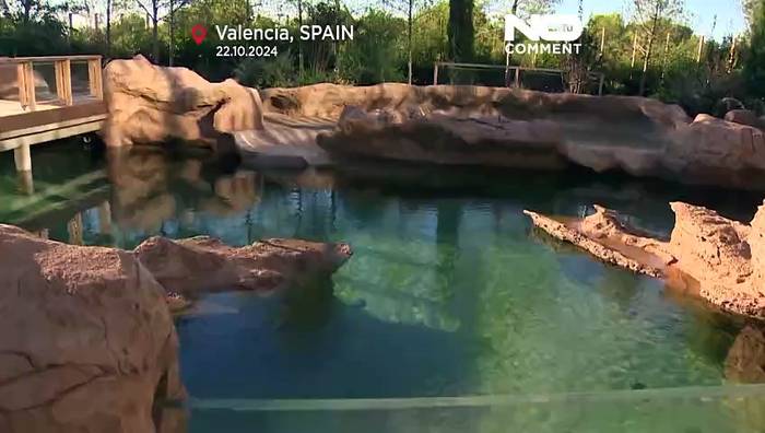 News video: Spanien: 22 Schildkröten erfolgreich ins Meer entlassen