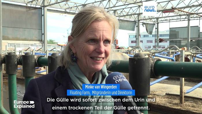 Video: Kühe grasen auf dem Wasser? Einzigartiges Pilotprojekt in Rotterdam