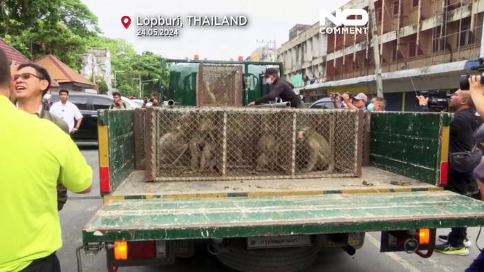 Video: 2.500 Affen attackieren Menschen - Beamte in Thailand starten Rettungsaktion