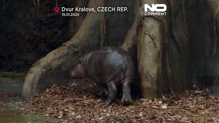 News video: Bedrohte Tierart: Tschechischer Zoo freut sich über Zwerflusspferd-Nachwuchs