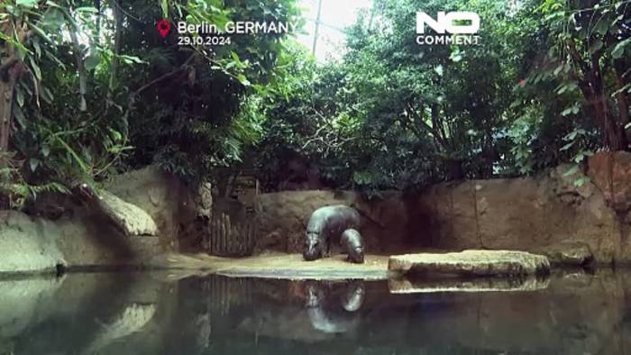 Video: No Comment: Mini-Hippo Toni begeistert Besucher im Berliner Zoo