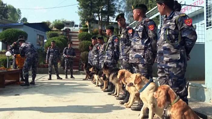 Video: No Comment: Nepals Hunde werden beim Kukur Puja Festival geehrt