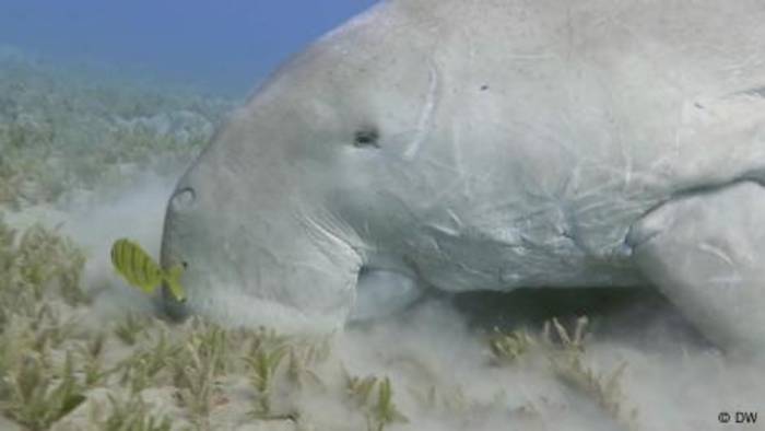News video: Kampf um die Rettung der Dugong-Seekühe