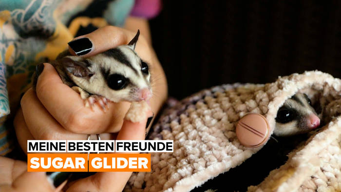 Video: Meine besten Freunde: Sugar Glider