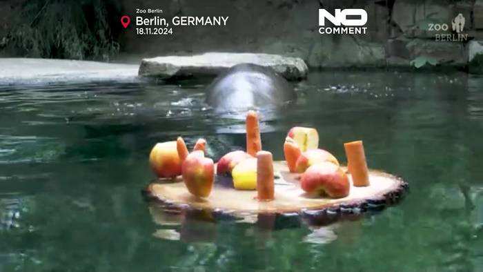 Video: No Comment: Zwergflusspferd-Baby Toni taucht nach Leckereien