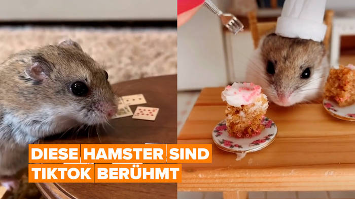 Video: Next level hobbies: Tiktok Hamster