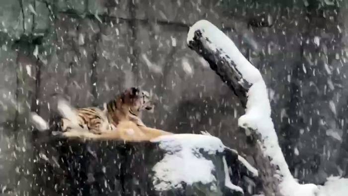 Video: No Comment: Tiere im Brookfield Zoo genießen den ersten Schnee
