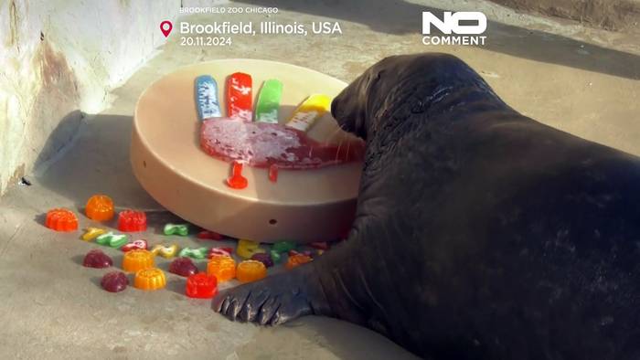 Video: Vorzeitige Festlichkeiten: Zoo in Chicago veranstaltet Thanksgiving-Feier für seine Tiere