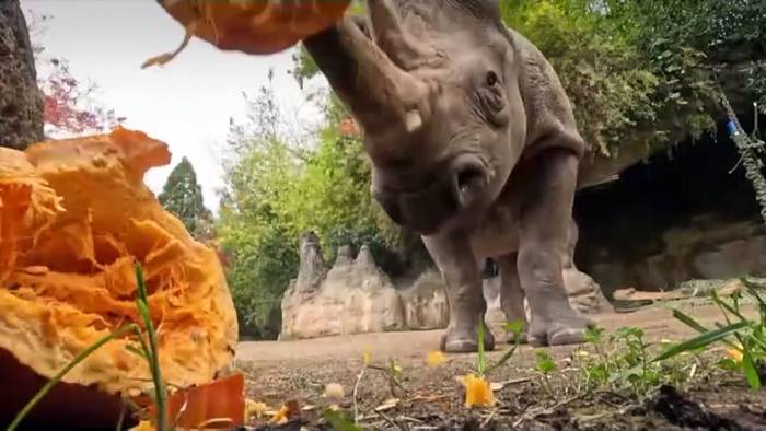 Video: Niedliche Tiere schlemmen im Zoo von Oregon an Thanksgiving-Leckereien