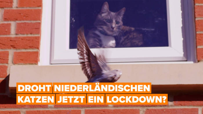 Video: Katzen in den Niederlanden droht eine Ausgangssperre
