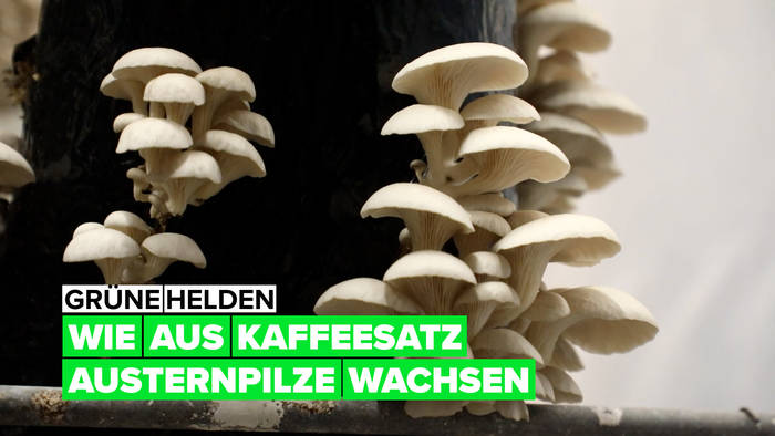 Video: Grüne Helden: wie aus Kaffeesatz Austernpilze wachsen