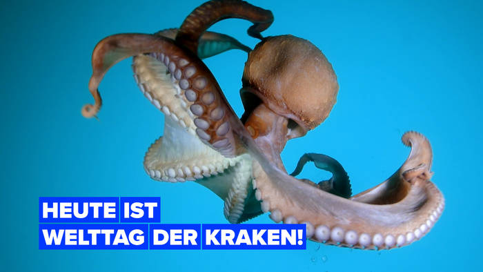Video: Heute ist der Welttag der Kraken!