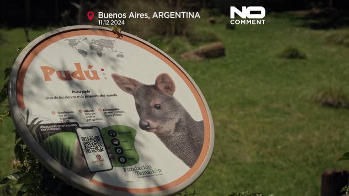 Video: No Comment: Seltene Geburt eines der kleinsten Hirsche der Welt