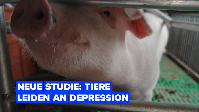 Video: Eine neue Studie zeigt: Tiere können Depression entwickeln