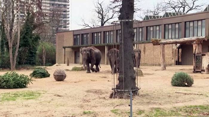 Video: Weihnachtsbäume auf dem Speiseplan der Tiere im Berliner Zoo