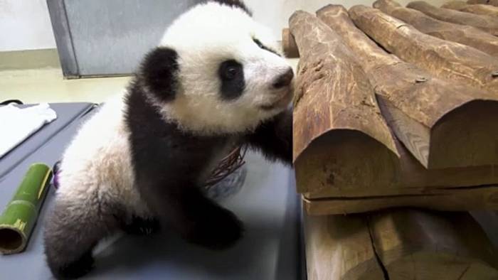 Video: Ein neuer Spielplatz für die Pandababys im Berliner Zoo
