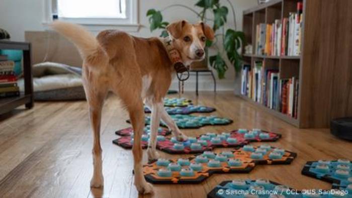 News video: Bellen war gestern: Hunde kommunizieren mit Soundboards