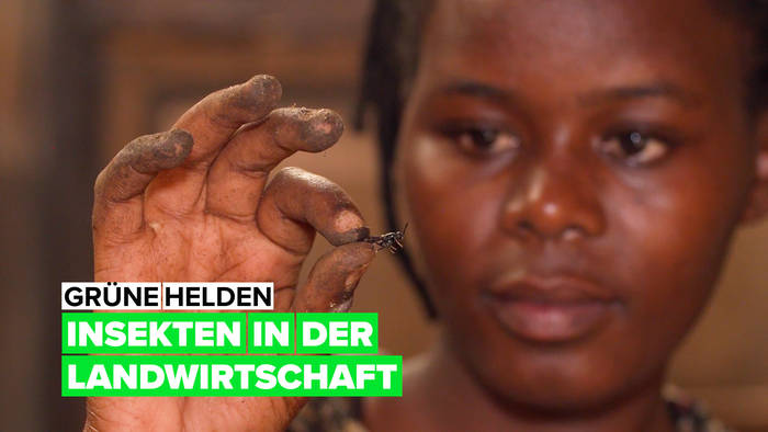 Video: Grüne Helden: Insekten in der Landwirtschaft