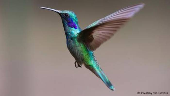 News video: Warum können Kolibris rückwärts fliegen?