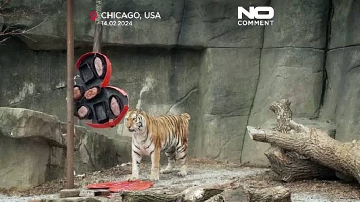 News video: Der Zoo von Chicago verwöhnt seine Tiere zum Valentinstag