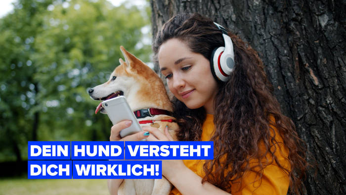 Video: Hunde erkennen Fremdsprachen