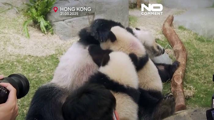 Video: Panda-Babys in Hongkongs Ocean Park