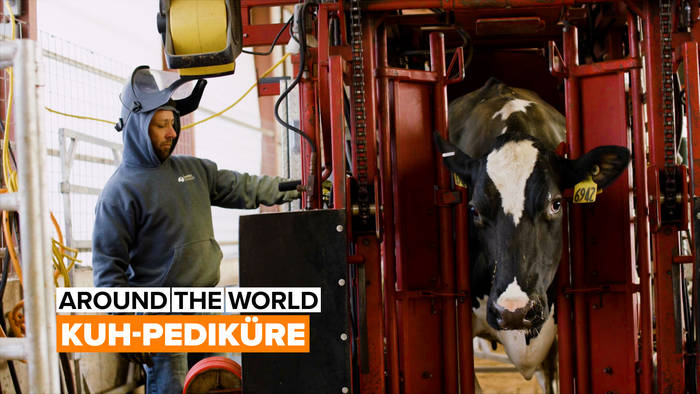 Video: Around the World: Kuh-Pediküre