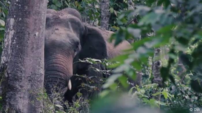 Video: Indien: KI hält Elefanten von Schienen fern