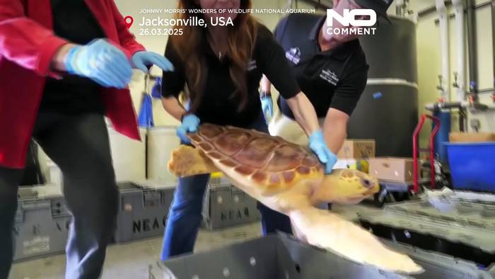 News video: Meeresschildkröten im Atlantischen Ozean vor Florida freigelassen