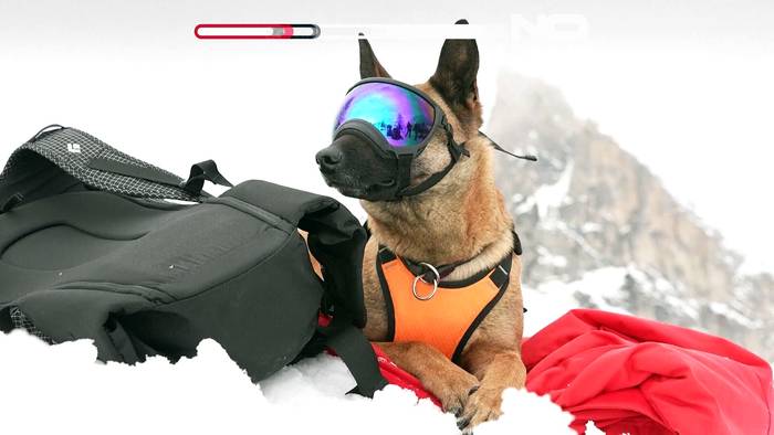 News video: Diese Hunde in den Dolomiten werden zu Lebensrettern ausgebildet