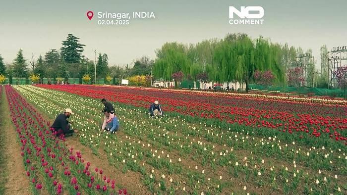 News video: Asiens größter Tulpenpark verwelkt unter warmem Frühling und Trockenheit