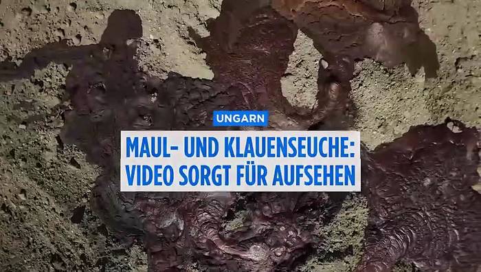 Video: Maul- und Klauenseuche: Dieses Video von Massengrab in Ungarn sorgt für Aufregung