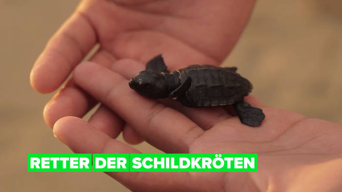 News video: Illegaler Schildkrötenhandel: Wie Meeresschildkröten vor der Tradition gerettet werden