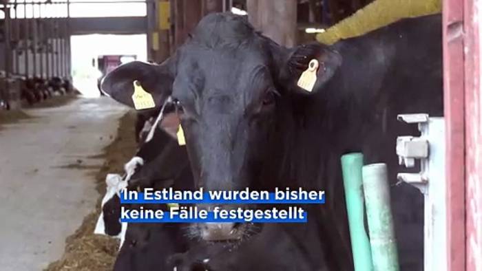Video: Angst vor der Maul- und Klauenseuche: Estland und Tschechien schotten sich ab