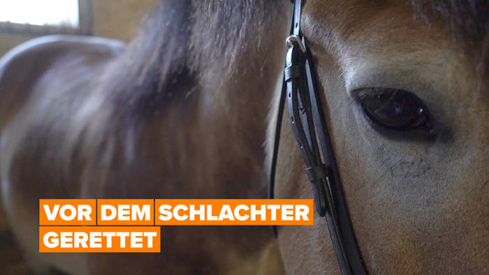 Video: Rettung vor dem Schlachter