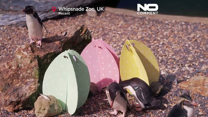 Video: Ostern kommt früh für die Tiere im Whipsnade Zoo in Großbritannien