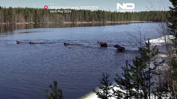 Video: Millionen sehen Schwedens Elchwanderung im Slow TV