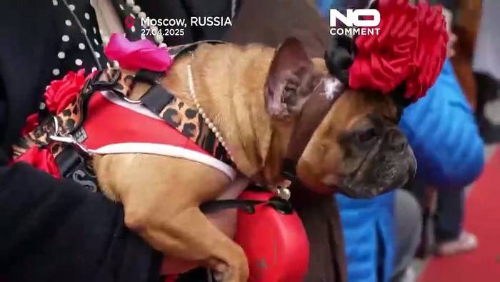 Video: Französische Bulldoggen erhalten roten Teppich bei Wohltätigkeitsveranstaltung in Moskau