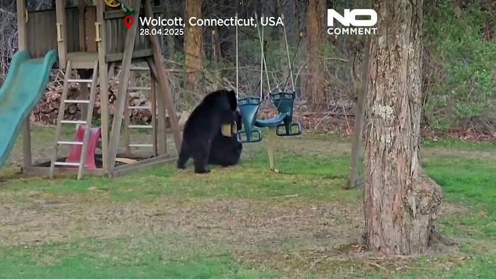 News video: Drei Bären beim Spielen auf einer Kinderschaukel in Connecticut gesichtet