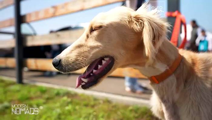 Video: Der kasachische Tazy-Windhund: Vom Wächter der Nomaden zur Nationalikone