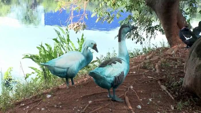Video: Chemieunfall in Brasilien färbt Gänse und tötet Fische